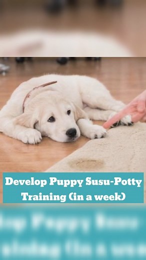 Labrador Vlogs | Dog/Puppy Susu-Potty Training 💩. Develop your Puppy or Dog Susu-Potty Training in a week using Puppy Training Pads or House Potty Training... | Instagram