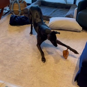 68K views · 972 reactions | When you're a little too excited about your new pig's ear 襤 . . Video of Aztec via @aztecthegrey on Instagram. | Greyhound Adoption Program VIC | Facebook