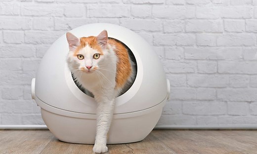 Can Cat Litter Make You Sick? Diseases and Parasites That Lurk in Litter