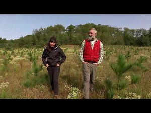 Afforestation: From Plantation to Forest