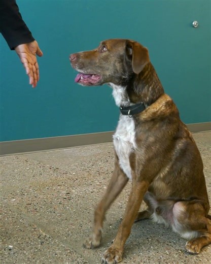 Pinal Pets Episode 199 - Meet Cane