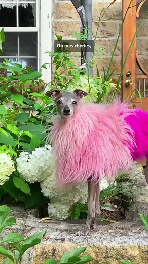 Stay Cool in Style with Tika the Italian Greyhound | Dog Fashion