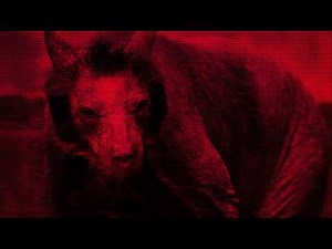 4chan Finds An Alien Bear in Chicago