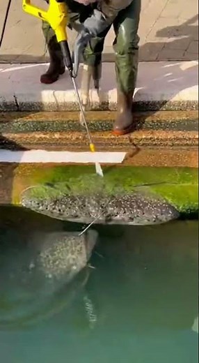 🌋 Volcanic Water Catfish! Fishing a Giant in the Eerily Blue Lagoon! #savagefishing #bigcatch