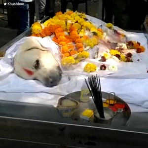 142K views · 10K reactions | Simba worked all his life risking...