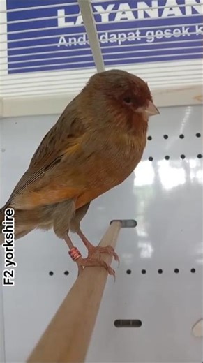 Kenari F2 Ys jantan muda wajah garang.