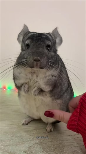 Chinchilla on Instagram: "chinchilla are so cute🥰🥰 🔔 Follow: chinchilla_club_ for more Lovely things 💓🌼🥰 🎥 Credit: shushenbkaa on TT ( Dm for credit or removal / All rights® are reserved & belong to their respective owners ) ⚠️ All rights® are reserved & belong to the photo owners. ​​​​​​​​) ============= 🤜 Tag your Friends and family who Love to see this ❤️ 🔔 Turn Post Notification On Thank you ! ❤️ #chinchilla #chinchillas #chinchillalove #chinchillagram #chinchillasofinstagram #chinc