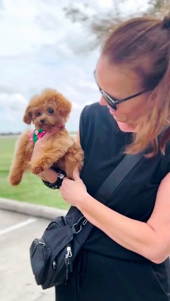 TINYDIOR IS SO HAPPY GOING TO HER FOREVER HOME 💖 #maltipoo #tinytoy #cutemaltipoo #family #families #puppylove #positivity #cutebaby #cutegirl