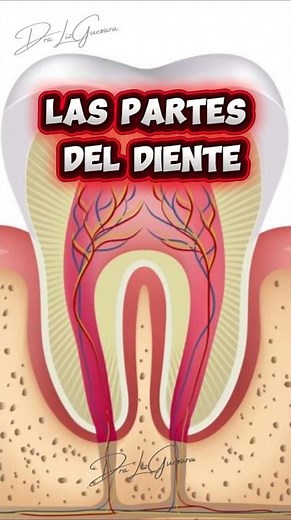 🦷 ¿Puedes identificar todas las partes del diente? 😱 ¡Descúbrelo!