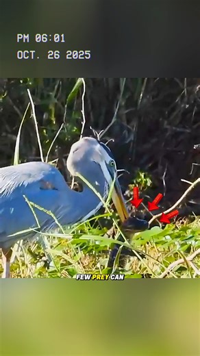 123K views · 2.8K reactions | The Great Blue Heron - the animal kingdom's spearfishing expert. #animals #fypシ #reel | LION- KING of forest | Facebook