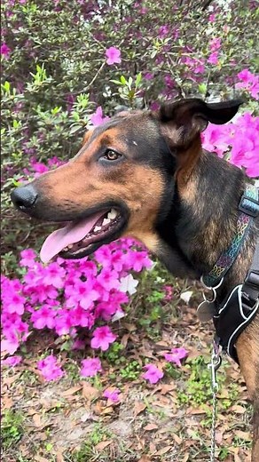 Caspian and three colors of azaleas!!! :)