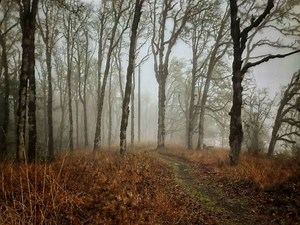 Utopia Wellness Florida | Cost & Reviews (2026)