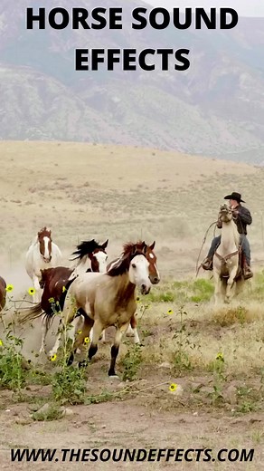 HORSE SOUND EFFECTS