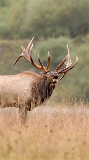 Volume up for a spiritual experience. Please take a moment to read how some Native American cultures view elk, and animals. There's such a beauty and truth...