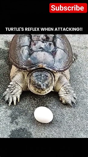 🐢✨ Disco Turtle! Shell Pe Party Shuru! 🥚🔥 #shorts