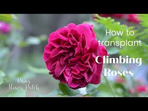 How to dig up and transplant climbing roses!