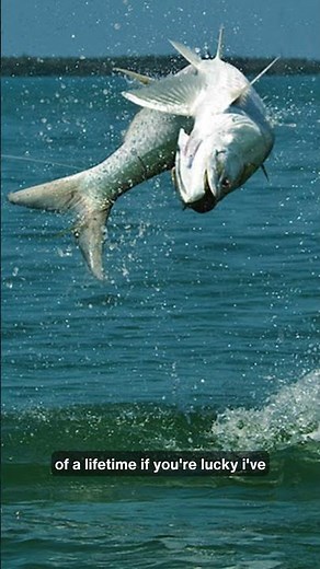 Best Place to Catch Tarpon WITHOUT a Boat