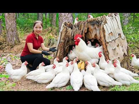 Harvesting Finding White Chicken's Secret Nest Inside an Ancient Tree Root Deep in the Mountains