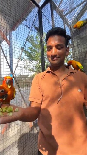 sun conures 🦜 #jimcorbettwildlifeandnatureview #reels #birds #birdsounds #nature #fyp