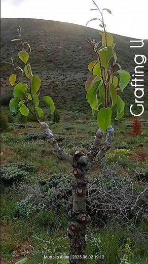 Step-by-Step Pear Tree Grafting Guide for Rookies | Get It Right the First Time