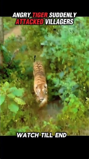 Angry Tiger Attacks Villagers 🐯😱 #youtubeshorts #viralvideo #trending