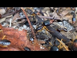The Secret Social Structure of a Black Termite Colony