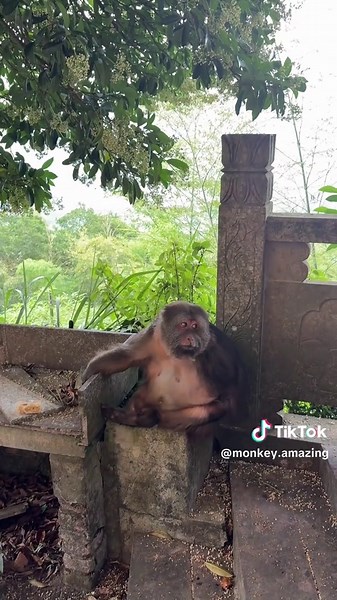 Xingxing: The Adorable Yet Grumpy Monkey