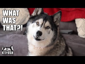 Nosy Husky Wasn’t Expecting THAT To Happen!