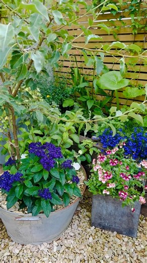 I do love a rustic planter. Planted in the vintage bath tub is a dwarf pear tree, heliotropium ‘midnight sky ‘ and a hydrangea ‘runaway bride’. The vintage coal scuttle has Diascia breeze plus ‘apple blossom’ Hapoy Thursday from all @brook_cottage_ #planter #vintage #garden #garten #planters #repurpose #mygarden #gardeninspo #frontgarden #gardeninspiration #rustic #garten #jardin #gardening #cottagegarden #vintagegarden #gardenersworld #gardendesign #gartenliebe #flowers #blumen #hydrangeas #fru