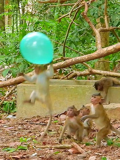 Funny Monkey Jumping and Balloon Catching Compilation
