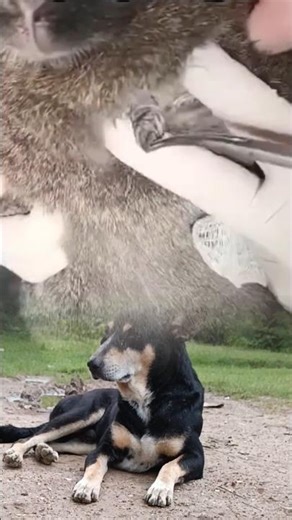 botfly removal #botfly #shorts #pets #animals