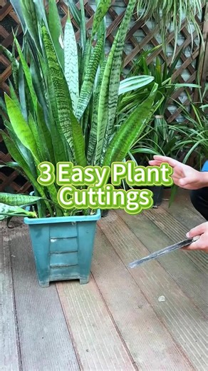 3 Easy Plant Cuttings for Beginners