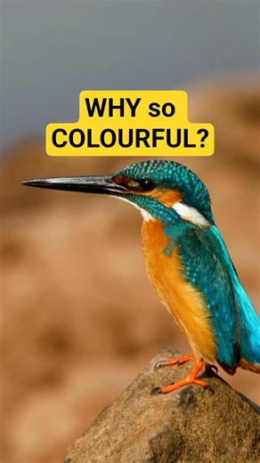 Why this Bird changes color! 💎 #WildlifePhotography