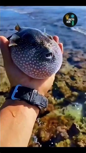 world's most venomous fish 🐠😱 #facts #shorts