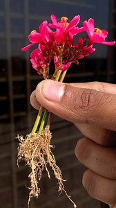 Easiest way to grow peregrina plant at home from buds || Best method for gardening #viewers #garden #reelsvideo #reelsviralシ #short #GardeningTips #Gardening #share #composite #Flowers #gardening | Dian Creative
