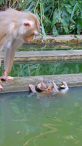 Libby watching Rainbow swimming, mommy worry Rainbow! | Good Or Bad