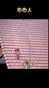 11M views · 112K reactions | Funny moments wildlife animals #Facebook #trading #viralvideos #Funny @हाइलाइट | 121313 - Dagami South Central School | Facebook