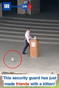 958K views · 10K reactions | That security guard and kitten have such cute chemistry! ❤️‍♂️ via Shutterstock | Daily Mail Video | Facebook