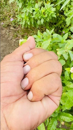 The video shows the seed pods of Lathyrus sylvestris, also known as narrow-leaved everlasting pea