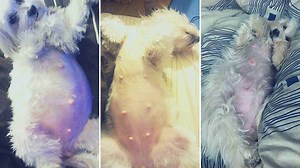 Maltese pregnancy - How long is a Maltese Pregnant? | Dog Advisory Council