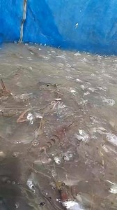 448K views · 17K reactions | Fresh shrimps 戀戀 #highlight | Nilo Furto Ramos | Facebook