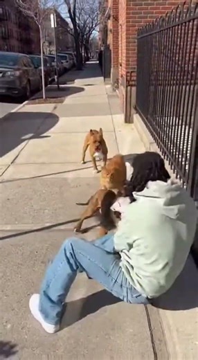 Cheese Cat's INSANE Attack Saves Puppy from 4 Wild Dogs!😨
