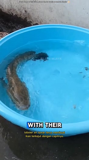 this is what will happen when a fish tries to eat a crawfish #tool #fishing #reels | Tri Wijaya