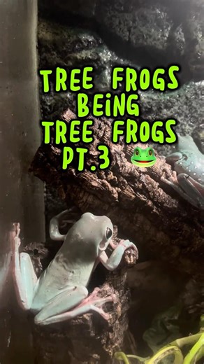 Cute Tree Frogs Pt.3 #treefrog #petfrog #reptiles #amphibian #pets #frog #frogs #cutefrog #cute