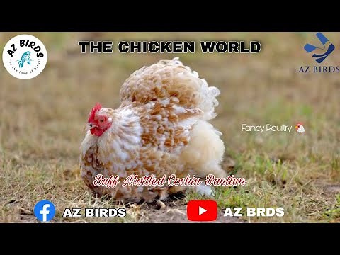 Buff Mottled Cochin Bantam | Fancy Poultry | Imported Birds | AZ BIRDS