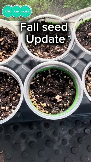 Fall Seedling Update for South Florida Gardeners
