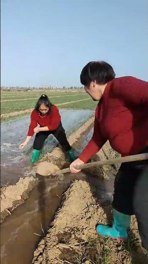 The process of furrow diversion irrigation for wheat fields