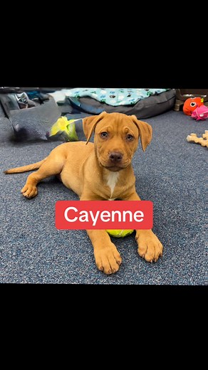 Cayenne is a big sweet puppy that loves to snuggle! He’s approx 13 weeks old. Apply at “Puppylovenj.com” *NJ adoptions only | Puppy Love Pet Rescue