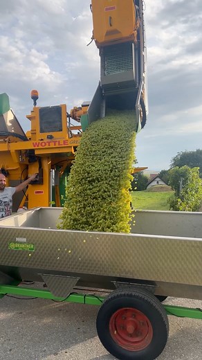Hallo Weinlese 2025 🍇 | Weinbau MP - Pimpel