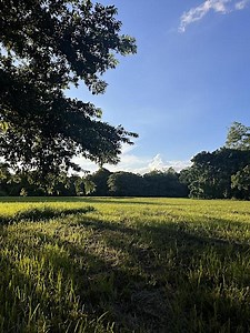 Free Yoga at the Park